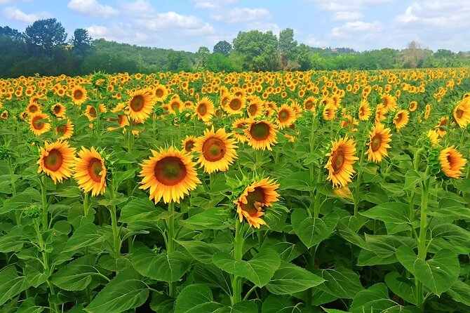 PRIVATE TOUR: Sweet Hills of Chianti & Siena + Lunch & 2 Tastings - Cancellation Policy