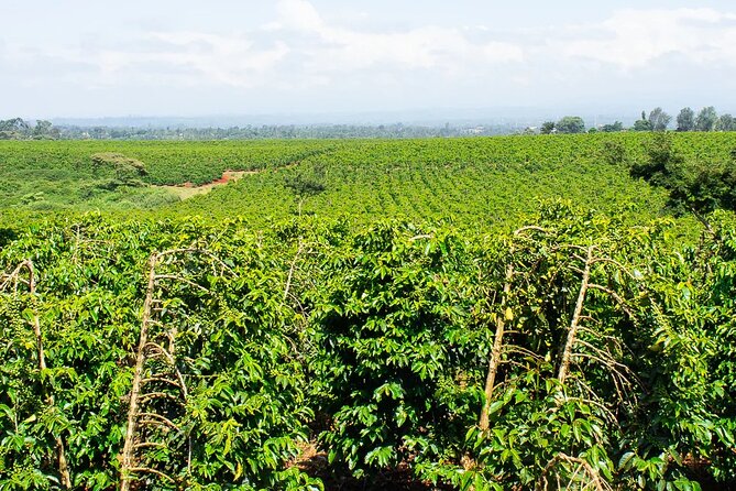 Private Tour to Fairview Coffee Farm in Nairobi With Pickup - Inclusions