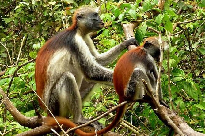 Private Tour to Jozani Forest Reserve Half-Day Guided Tour From Zanzibar - The Sum Up