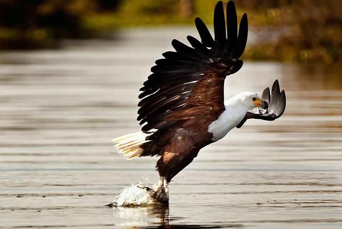 Private Tour to Mount Longonot and Optional Boat Ride on Lake Naivasha - Tour Details