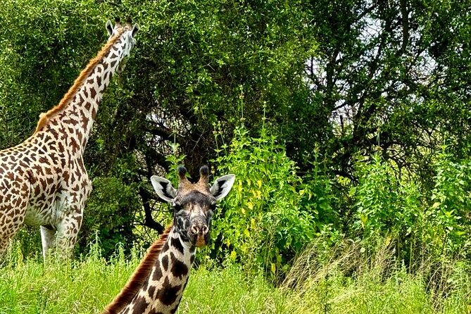 Private Walking Tour With Giraffes - Customer Reviews