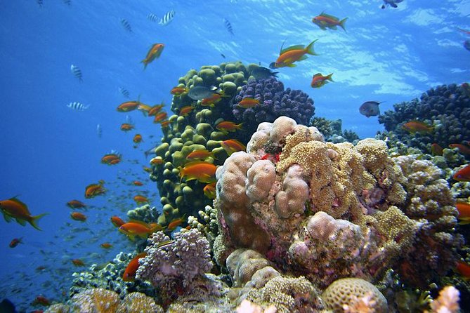 Ras Mohammed & White Island Boat Trip Incl Lunch and Entrance Fee - Customer Reviews