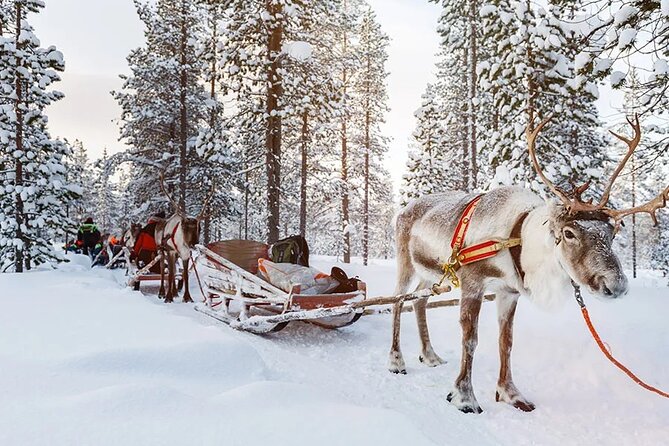 Reindeer Family Trip and Visit to the Husky Kennel - Activity Highlights