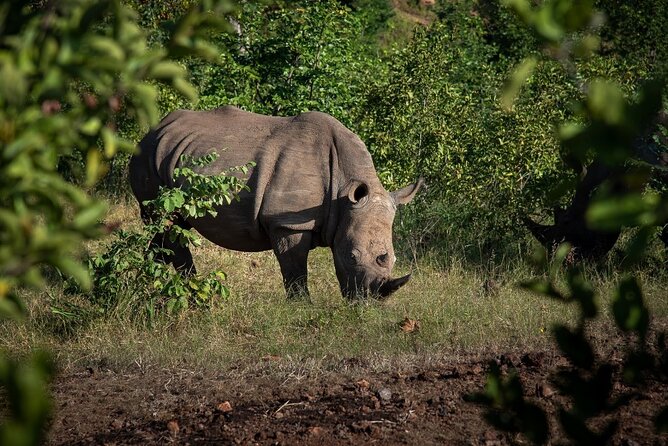 Rhino Walk - Reviews