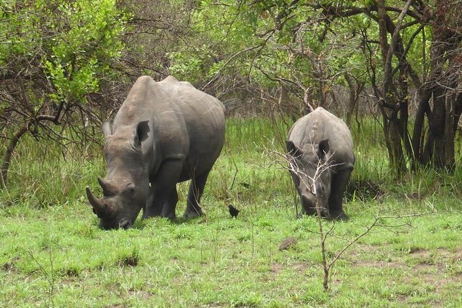 Rhino Walking Safari in the Musi Otunya National Park - Frequently Asked Questions