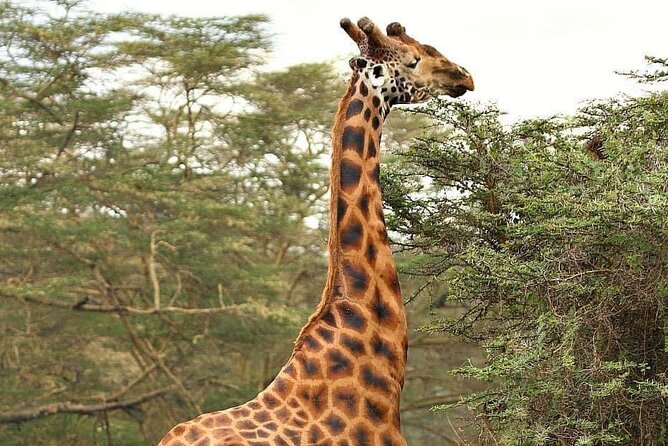 Safari and Walk With Lions in Fathala - Confirmation and Booking Information