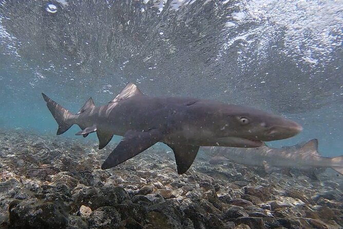 Sal Island: Secrets of Native Guide All-Inclusive Tour With Lunch - Customer Reviews
