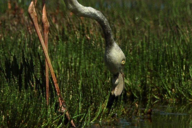 Sandwich Harbour & Pelican Point Full Day Tour - Additional Information