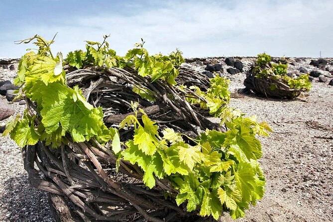 Santorini Local Hangouts: Insiders 5-hour Private Tour