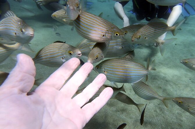 Scuba Diving for Beginners With a PADI Instructor Near Heraklion - Additional Information
