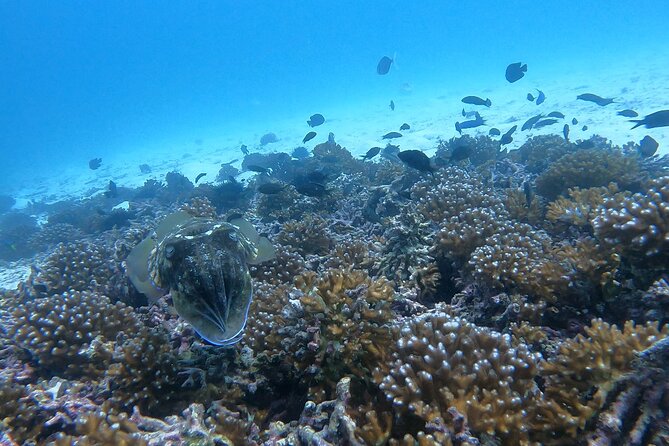 Scuba Diving in Muscat - Booking and Cancellation Policy