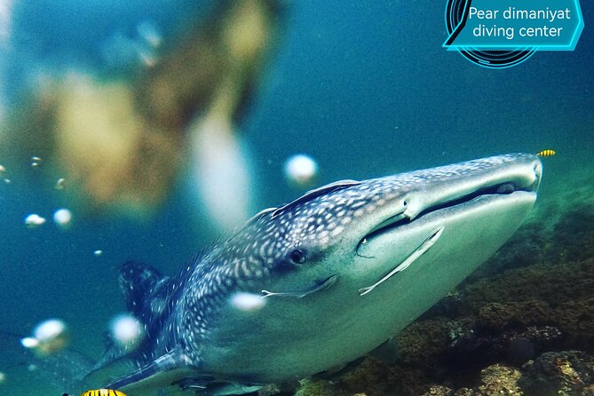 Scuba Diving Trips to Dimaniyat Islands - Special Offers and Reviews
