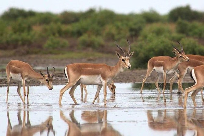 Shirvan National Park Tour - Meeting Points