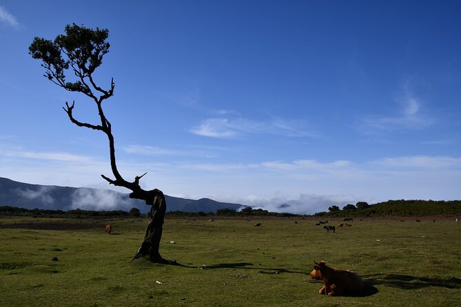 Small Group Guided Sightseeing Tour Visit to Fanal - What To Expect