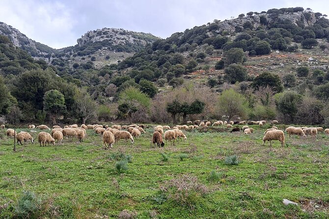Small Group Tour to Lasithi Plateau Zeus Cave & Olive Oil Mill - Frequently Asked Questions