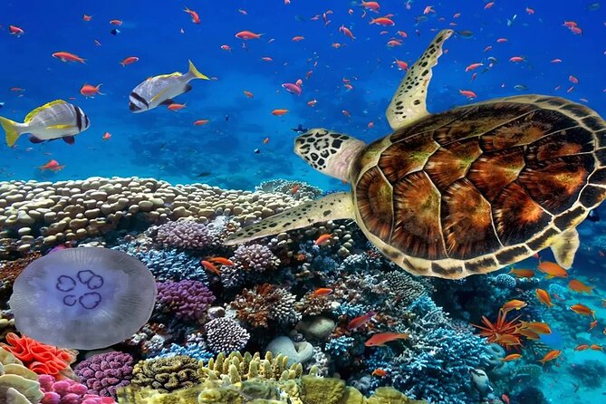 Snorkeling Adventure In Abu Dabbab Beach - Additional Info