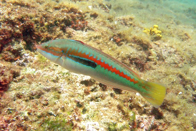 Snorkeling Trip for Groups up to 40 Persons. - The Sum Up