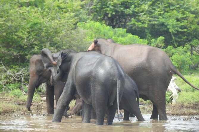 Special Leopards Safari Yala National Park - 04.30 Am to 11.30 Am - Booking Details
