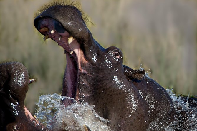 Sundowner Cruise on Zambezi River (Zimbabwe) - Price