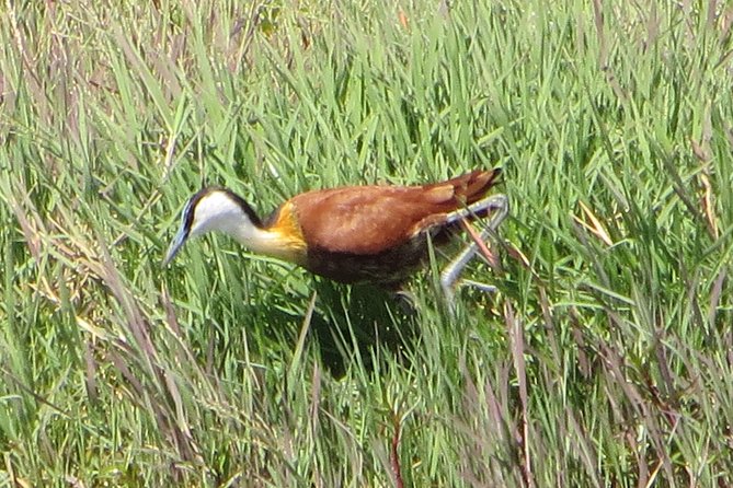Sunset Cruise ,Chobe Safari Full Day , Airport Transfers Combo 3 - Additional Information