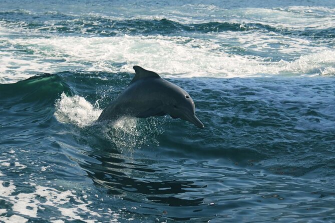 Sunset Dolphin Watching Boat Tour From Vrsar - The Sum Up