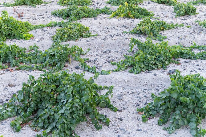 Sunset Wine Tour Santorini: Caldera Views, Villages & Tasting - Group Size and Cancellation Policy