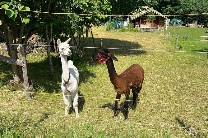 Swiss Countryside Tour in Free-Cars Town - Reviews and Ratings