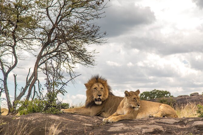 Tanzania Safari 4-day Tour - The Sum Up