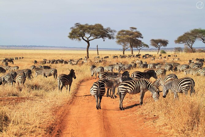 Tarangire Budget Full Day Tour From Arusha - How to Book