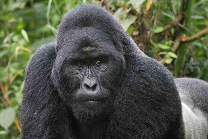 The Virunga Gorillas of Congo & The Nyiragongo Hike Tour (4 Days / 3 Nights) - Accommodation & Meals