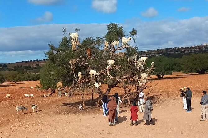 Transfer From Essaouira to Marrakech - Private Transfer From Marrakech to Essaouira - Frequently Asked Questions