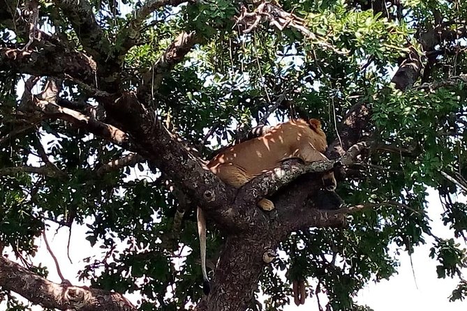 Tsavo East & West, Amboseli 5days From Mombasa - The Sum Up