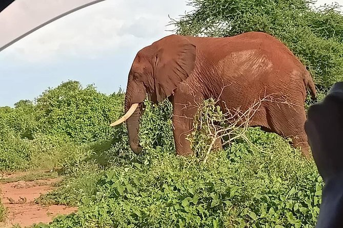 Tsavo Expedition Safari