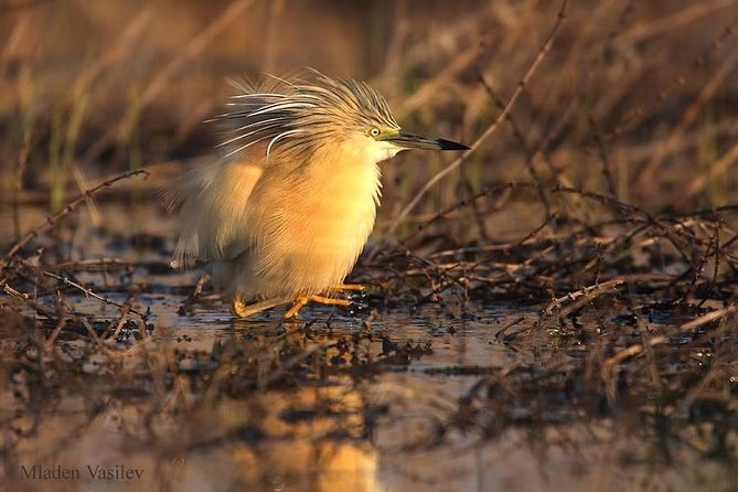 Two-day Birding Trip: Cape Kaliakra & Srebarna Lake - Day 2: Nature Photography Opportunities