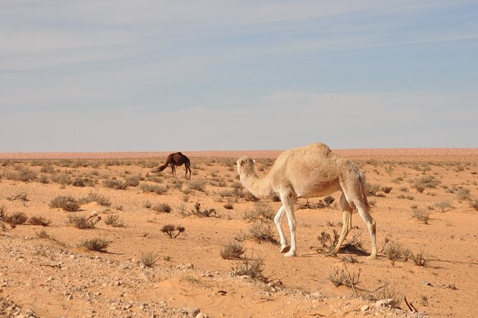 Two Days in the Tunisian Desert With Night in a Berber Tent - The Sum Up