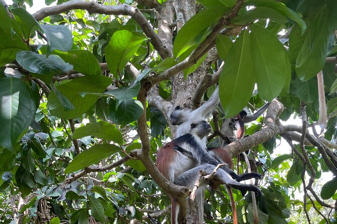 Unique Culture and Nature Tour in Authentic Zanzibar Village - Directions to Meeting Point