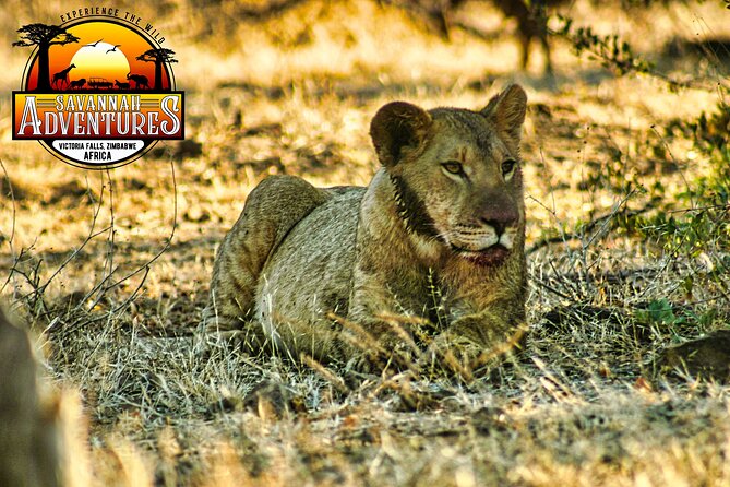 Unique High Tea Safari Game Drive in the Savannah - Traveler Reviews and Ratings