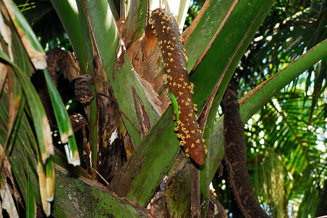 Vallee De Mai Tour (From Praslin) - Getting There
