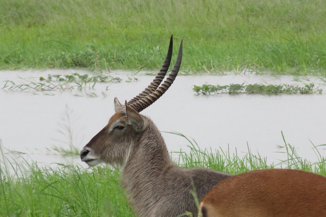 Victoria Falls to Chobe Park Day Tour Plus Boat Ride ! - Cancellation Policy