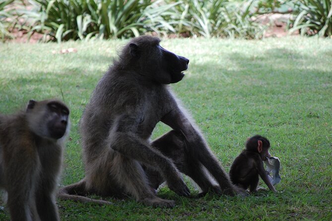 Victoria Falls Tour From Livingstone - Reviews and Recommendations