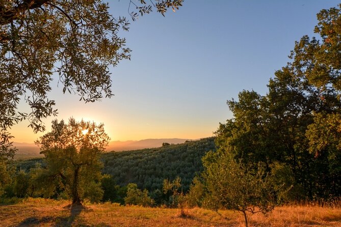 Vinci: Wine Tasting & Local Tuscan Food Dinner - Additional Info & Pricing