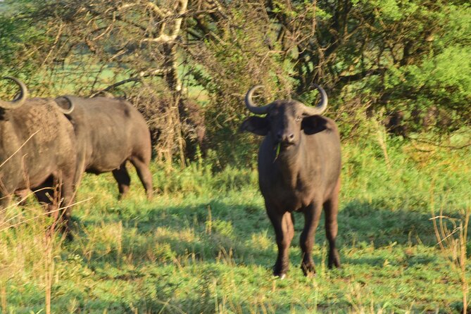 Visit Serengeti | Ngorongoro | Tarangire | Lake Manyara National Park - The Sum Up