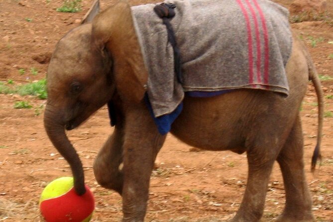 Visiting the Nairobi Elephant Orphanage Tours and Tickets - The Sum Up