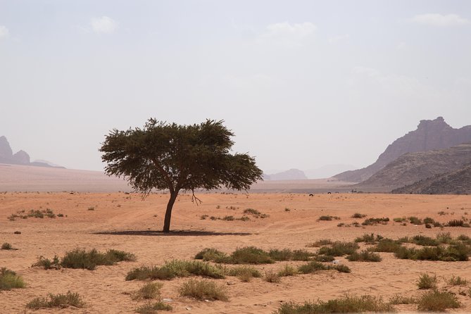 Wadi Rum: 4 Hour Highlights Tour - Frequently Asked Questions