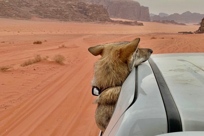 Wadi Rum Cave Camping With Jeep Tour - Directions