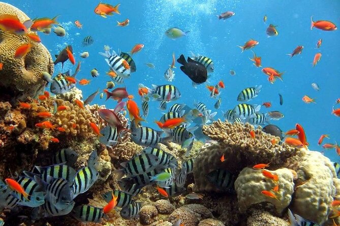 Wasini Dolphin Snorkeling - Additional Info