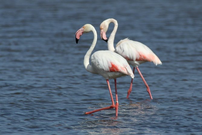 Watching the Blue Skies of Monte Gordo - Self-Guided Birding W/ Car - Frequently Asked Questions