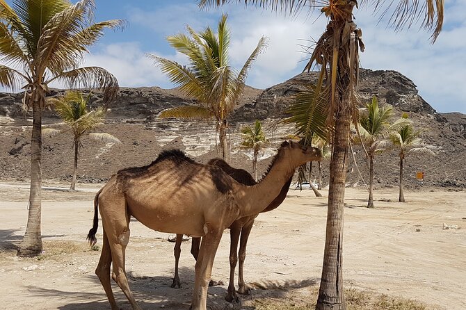 West Salalah 4 Hours Mughsail, Fazayah White Beach Safari Camels - Cancellation Policy Details