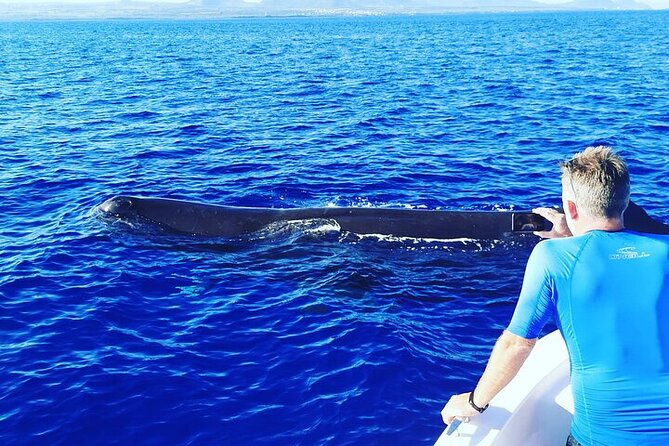 Whale Dream Ltd - Whale Watching and Swim With Dolphins - Pricing and Booking