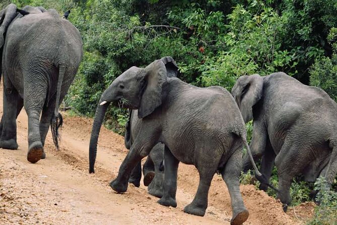 Wildlife Adventure and Boat Cruise in Murchison Falls National Park Uganda - Boat Cruise Experience